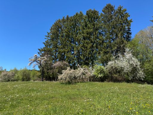 Obstgarten